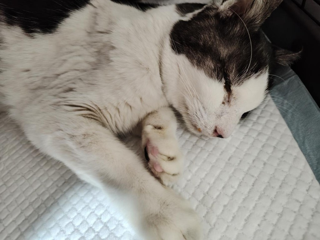 saved_file_1770853065906